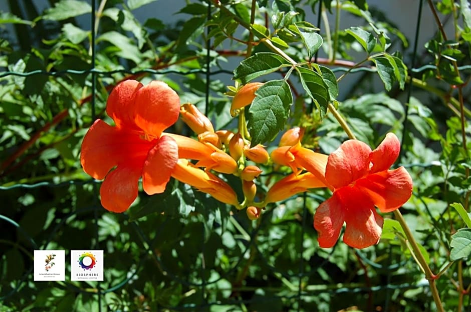 AmendoeirasHouse-SustainableLiving