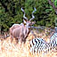 Zebra Nature Reserve