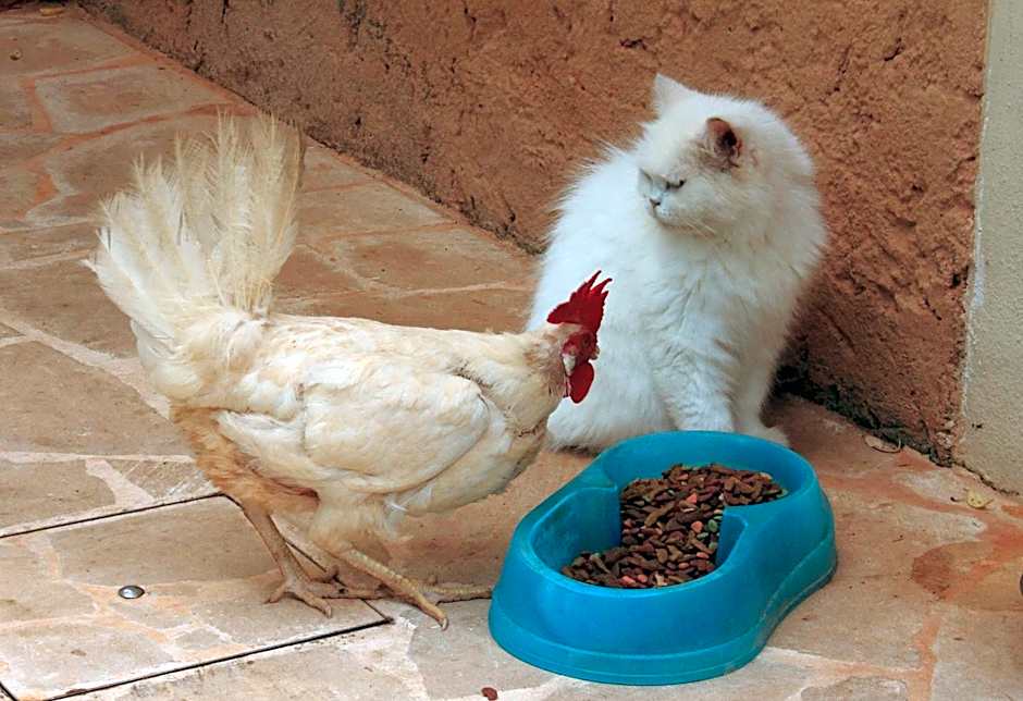 Petit Hotel Es Figueral