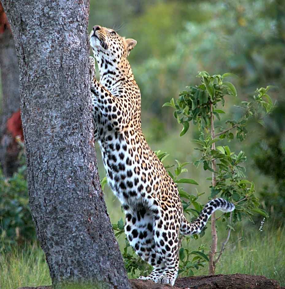 Makweti Safari Lodge
