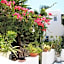 Loukia Apartments & Studios