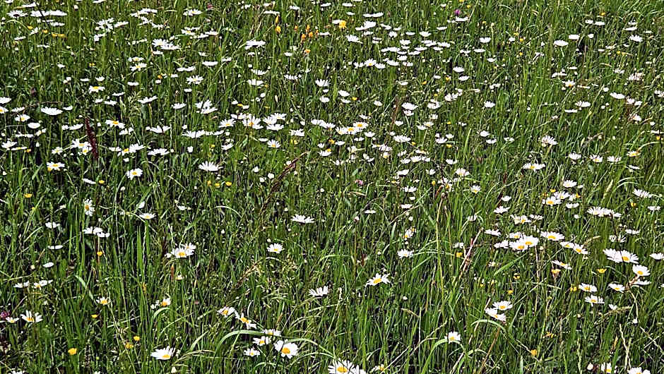 Berg Hotel Weingarten Garni