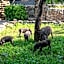 Foxy Crocodile Bush Lodge & Kruger Safaris