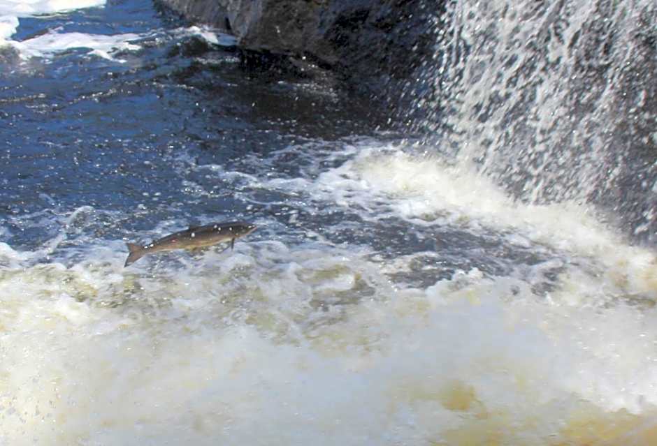 Deer Lake Horizon Hotel