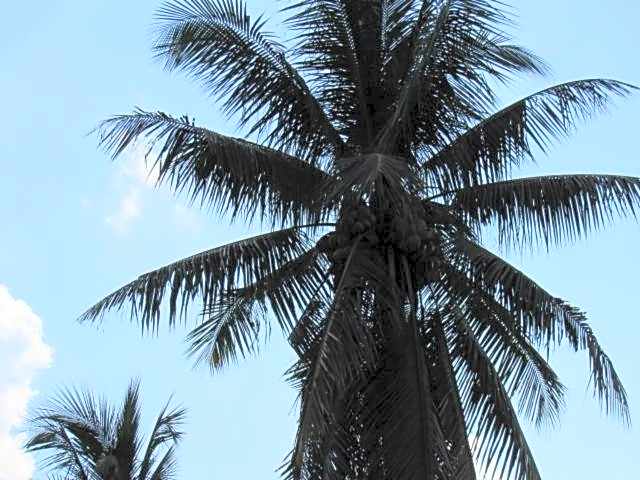 B&B Forest Hill Khao Yai