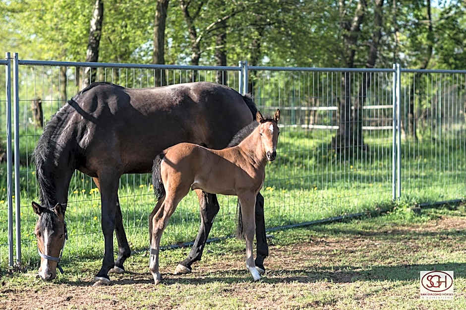 San Giacomo Horses & Agriturismo