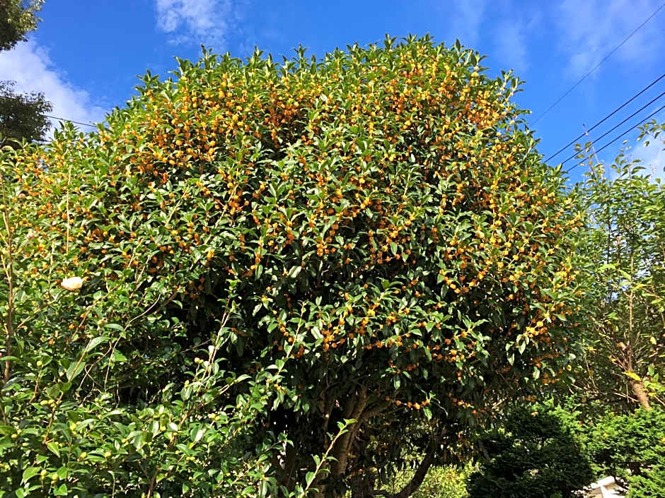kinugawaonsen Fukumatsu