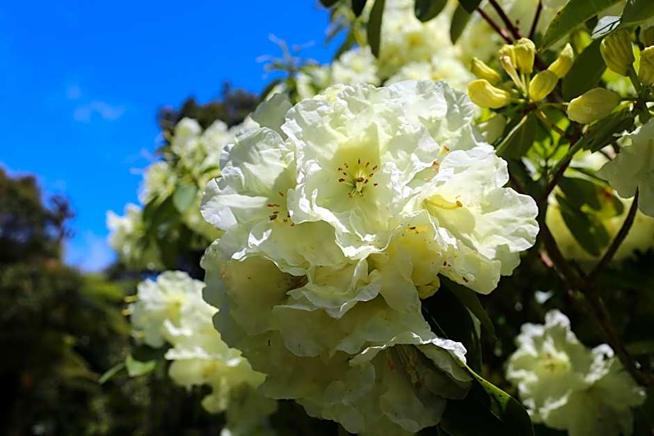 Patuha Rainforest Retreat