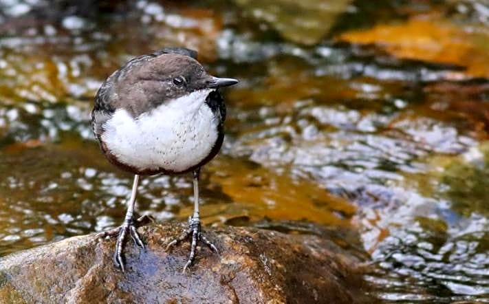 The Old Mill Shepherds Hut