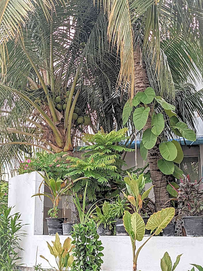 Dhoadhi Retreat Thulusdhoo