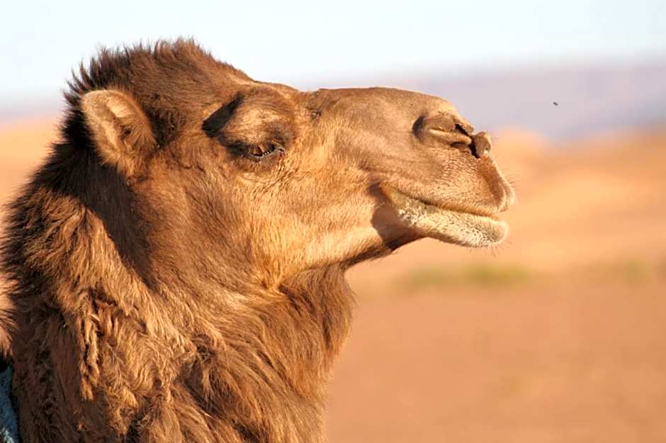 Mhamid Sahara Camp Activities - Le Chant du Sable
