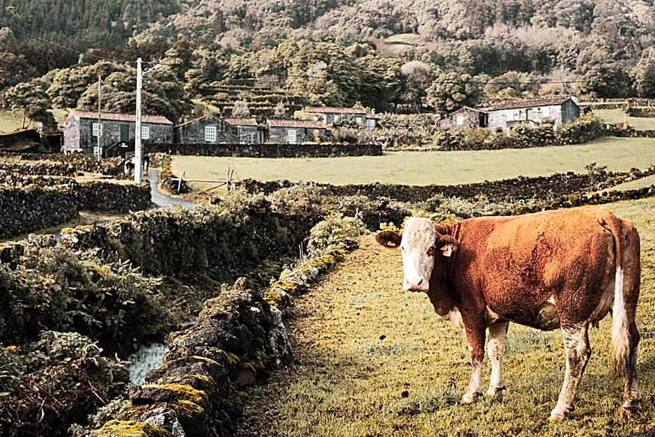 Adegas do Pico Hotel 514262087