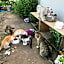Misato Kinenkan, A Guest House Full Of Cats
