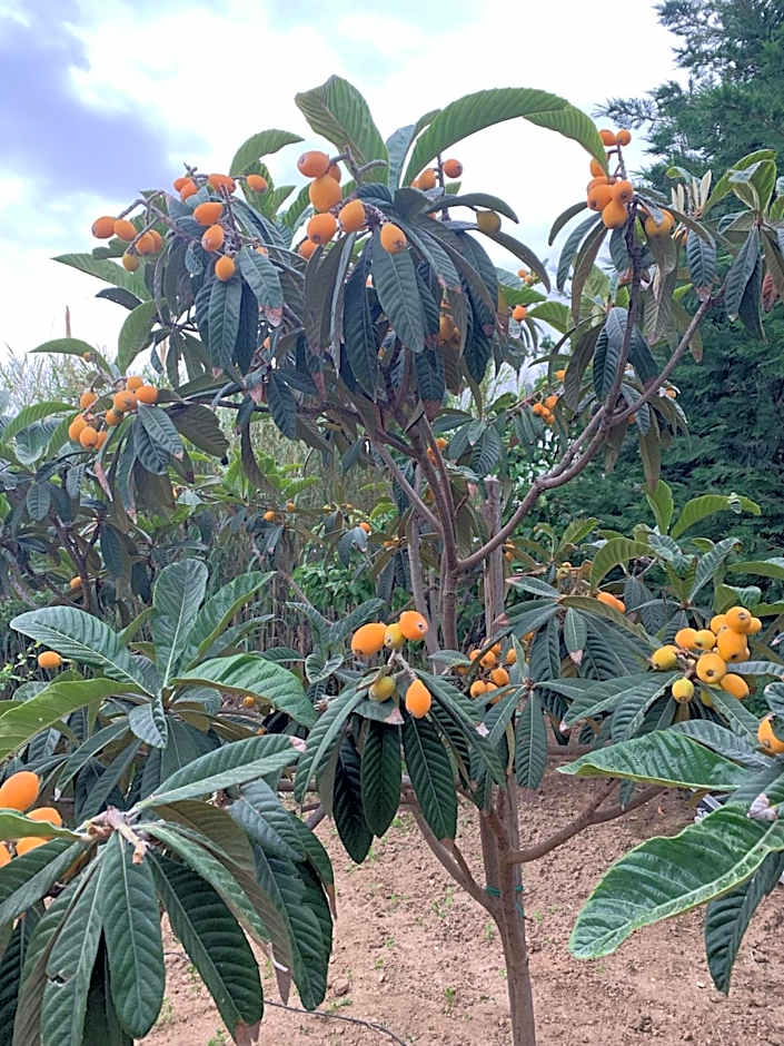 Villa Paradise in Naxos