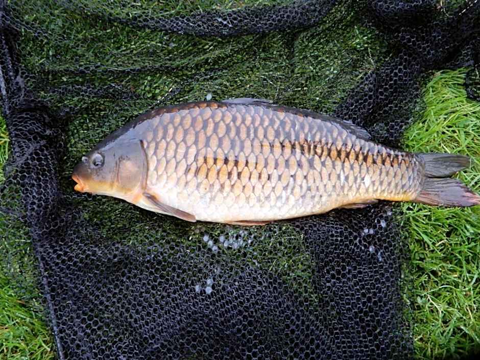 Balmoral Studio Lodge