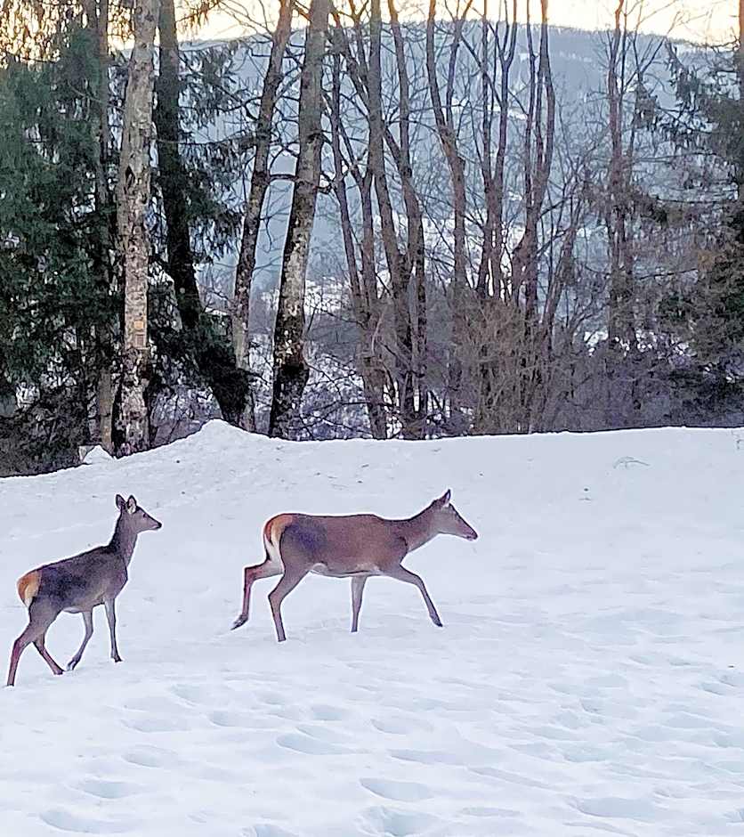 Pension Gasthof Arriach
