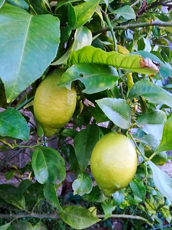 B&B Relais sul Siroto