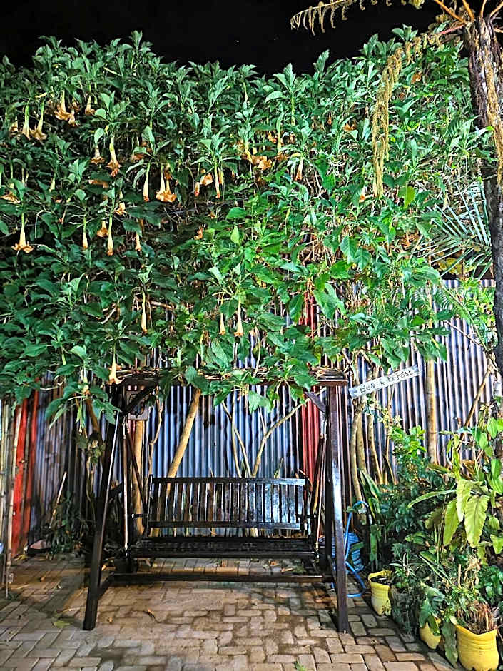 KOPIKUIN bromo homestay