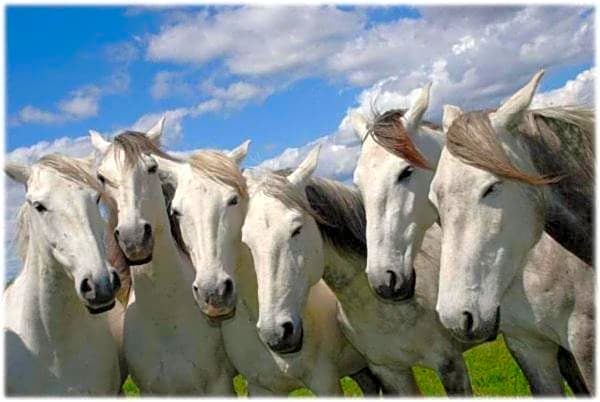 Gites Chambres d'hotes Mazet du Maréchal Ferrant