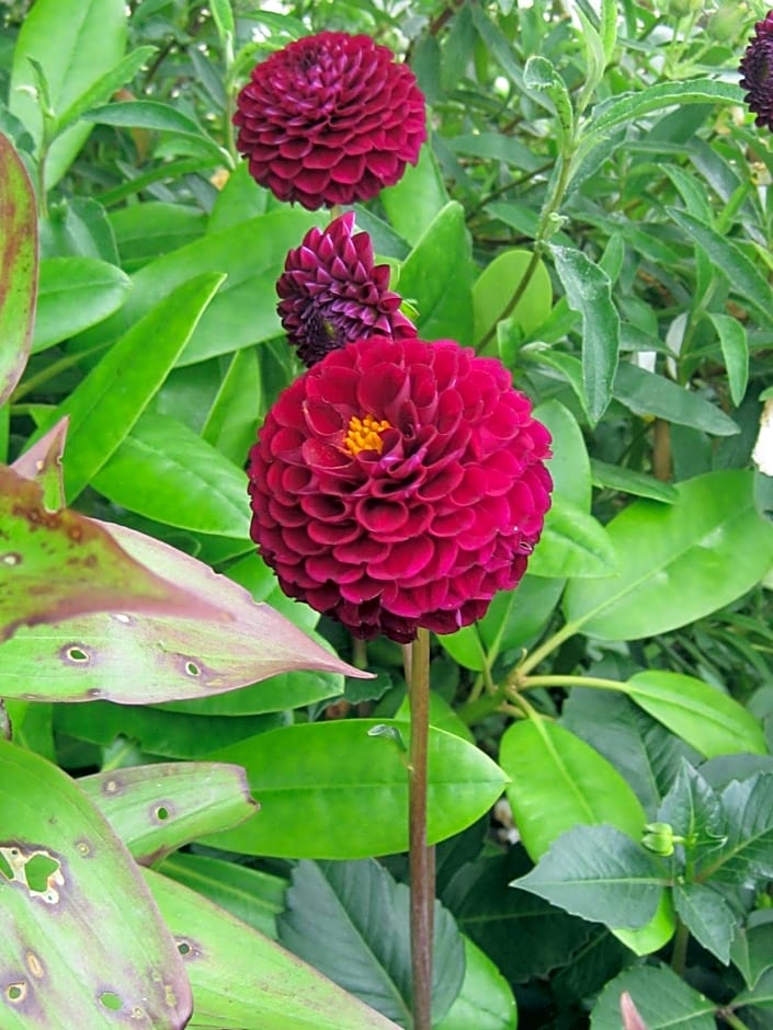 Sunflower Bed & Breakfast