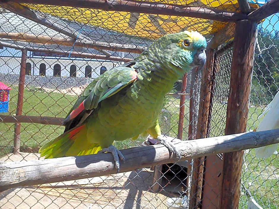 Rusaliite Adventure House