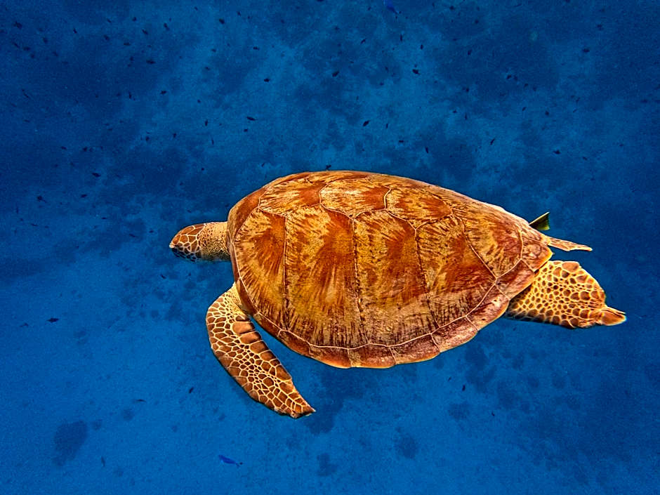 Beach Walk Villa Maldives