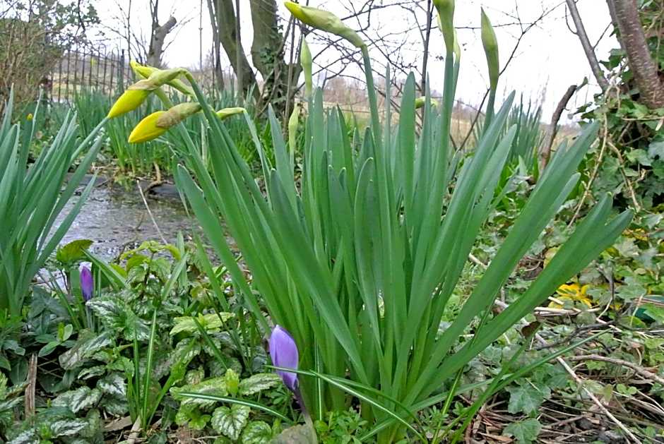Appartement Voorhuis en chalet Klein Waterland