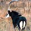 Shambala Private Game Reserve