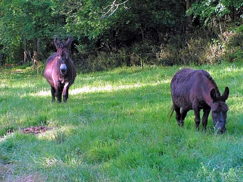 Le Puy Babin chambres familiales à la ferme