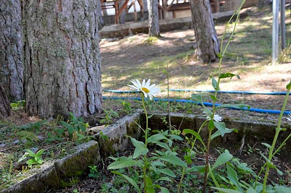 La casa nel bosco