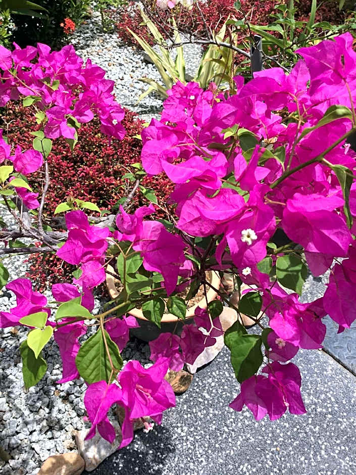 Ocean Lodge Langkawi