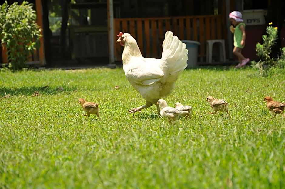 Baris Pension & Bungalows