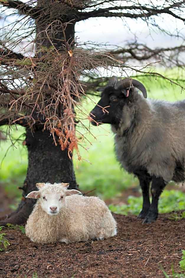 Gistihúsið - Lake Hotel Egilsstadir