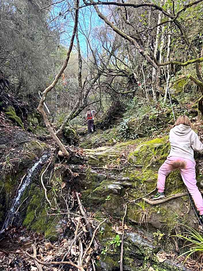 Foresta in Medias Mores