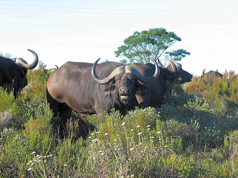 Botlierskop Tented Lodge