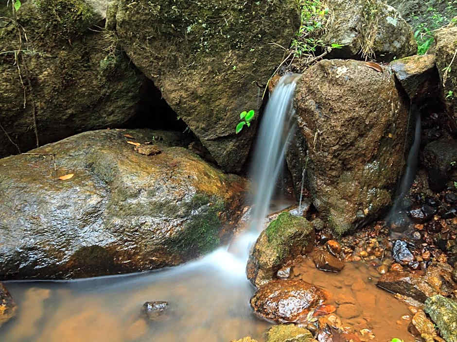 Neelakurunji Plantation Munnar