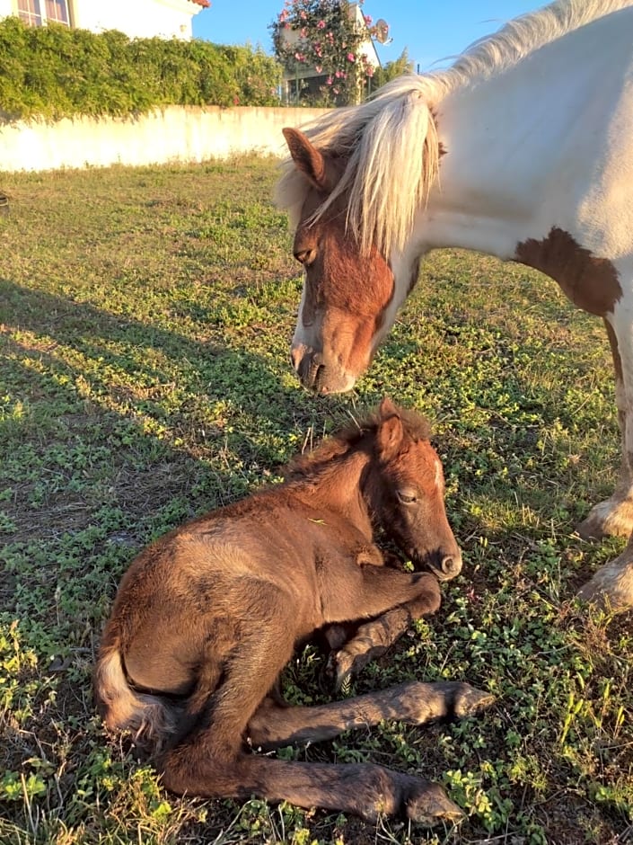 Nature et al House - Casa para uso exclusivo e jardim - Little farm