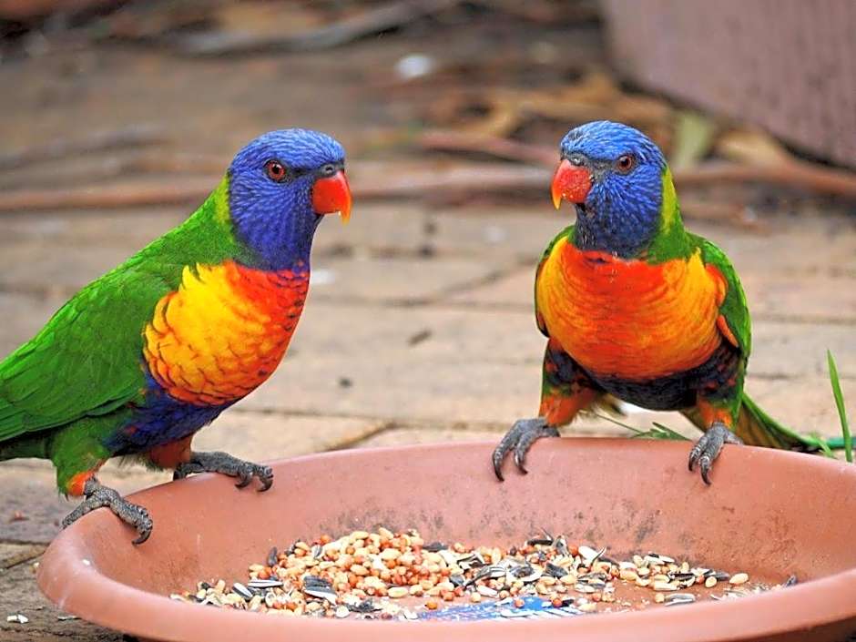 Springbrook Mountain Chalets