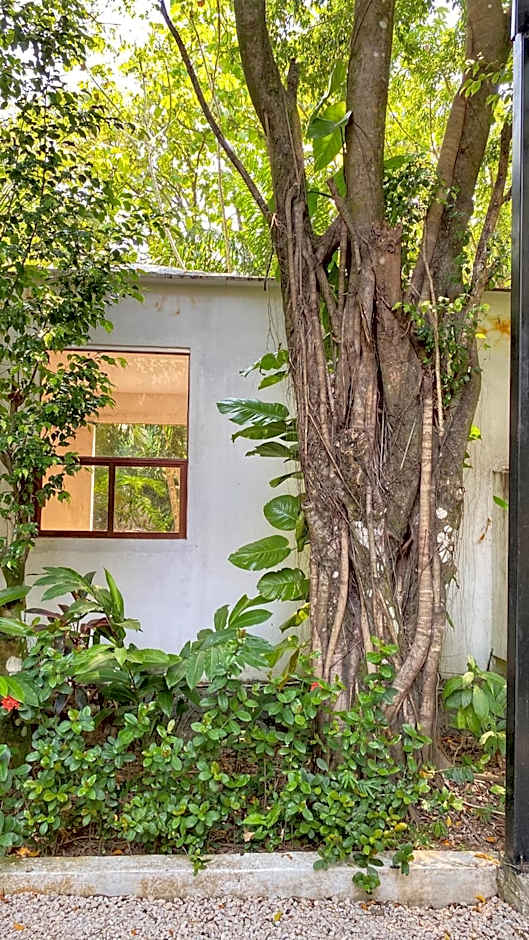 Piedra de Agua Palenque