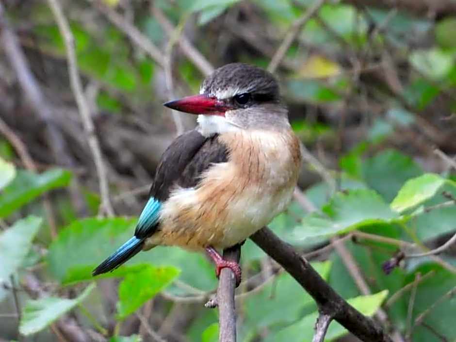 Hippo Waterfront Lodge