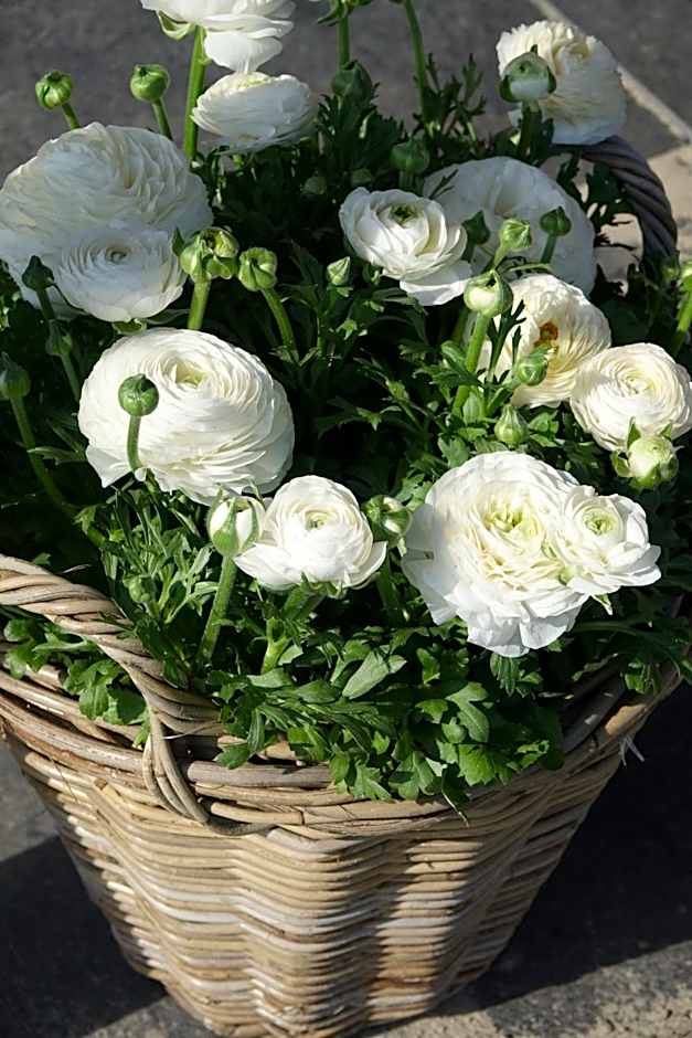 Hotel het Anker van Texel