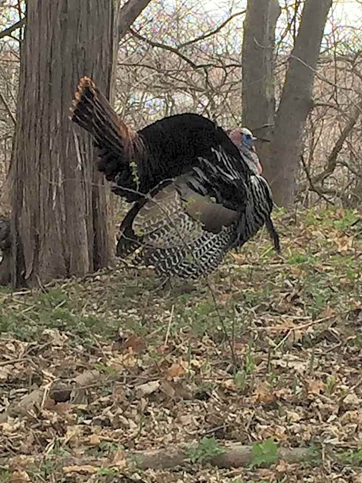 Bondy House Bed & Breakfast