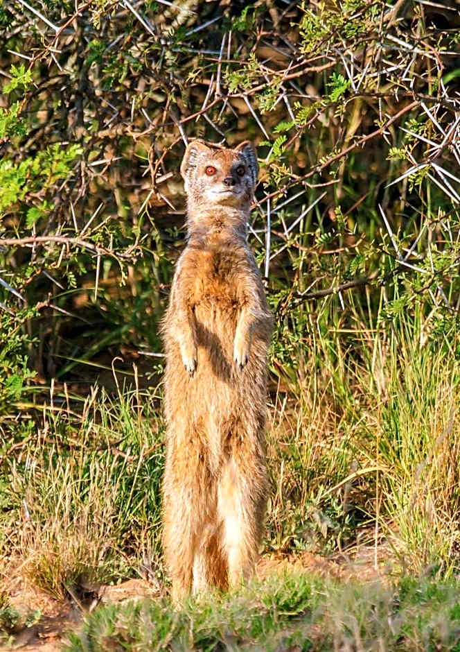 Kwandwe Private Game Reserve - Fort House