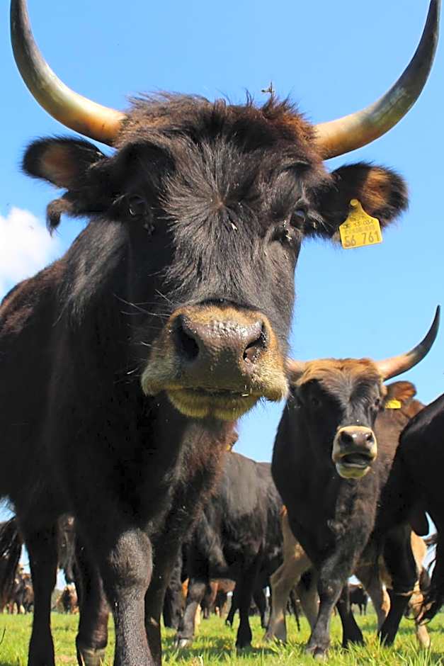 Vielanker Brauhaus GmbH