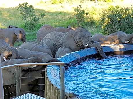 Nambiti Plains Lodge