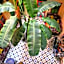 Riad Espagne
