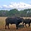 Kigeni Safari Lodge & Spa