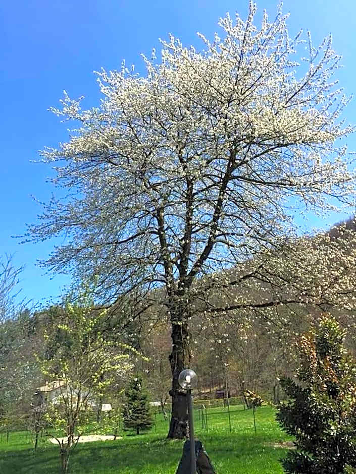 Il Ciliegio di Lurisia