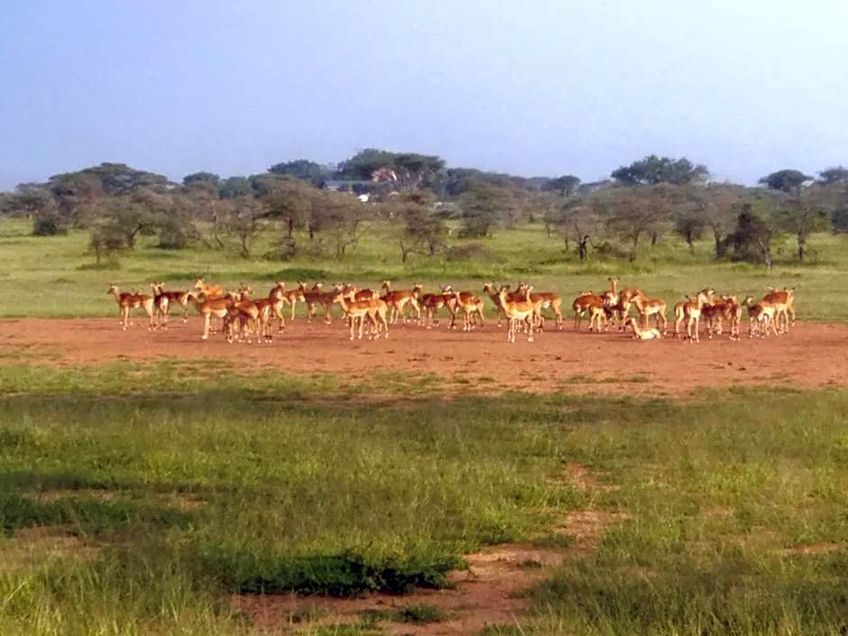 Seronera Wildlife Lodge
