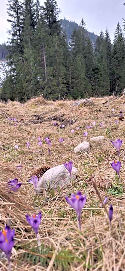 Willa u Kośle Zakopane sauna i bilard